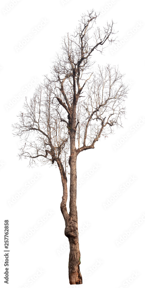 Fototapeta premium dead tree isolated on white background