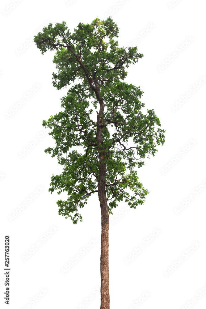 Isolated tree on white background Isolated tree on white background