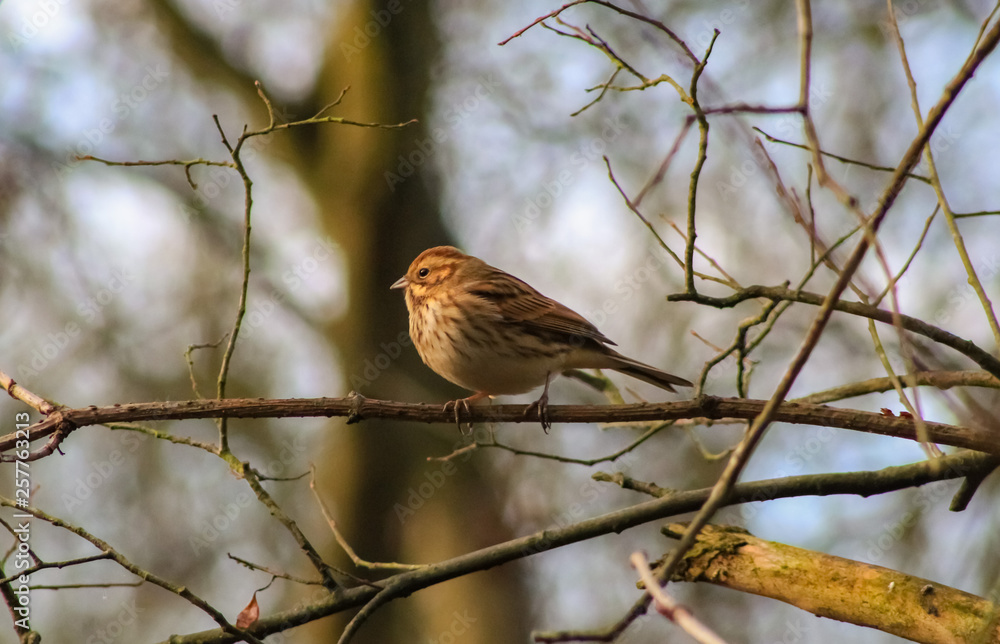 reed bunting reed bunting