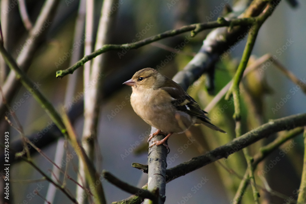 chaffinch chaffinch