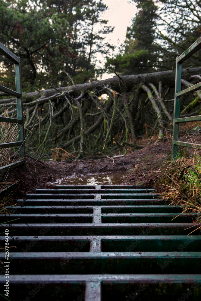 Fototapeta premium cattlegrid crossing with collapsed tree