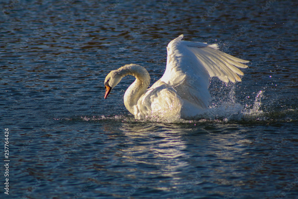 Fototapeta premium swan
