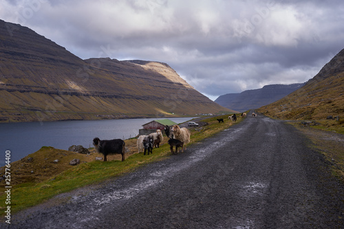 Small farm house and herd of faroese sheep grazing on the pasture land by the gravel or sand road in the fjord of Faroe island Bordoy. Sheep farming is one of most impotant industry in faroe islands.