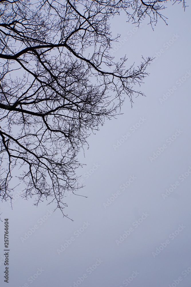 silhouettes of branches on pale evening sky silhouettes of branches on pale evening sky