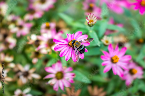 Macro closeup of carpenter bumble bee collecting pollen from pink purple daisy zinnia flower in garden showing detail and texture