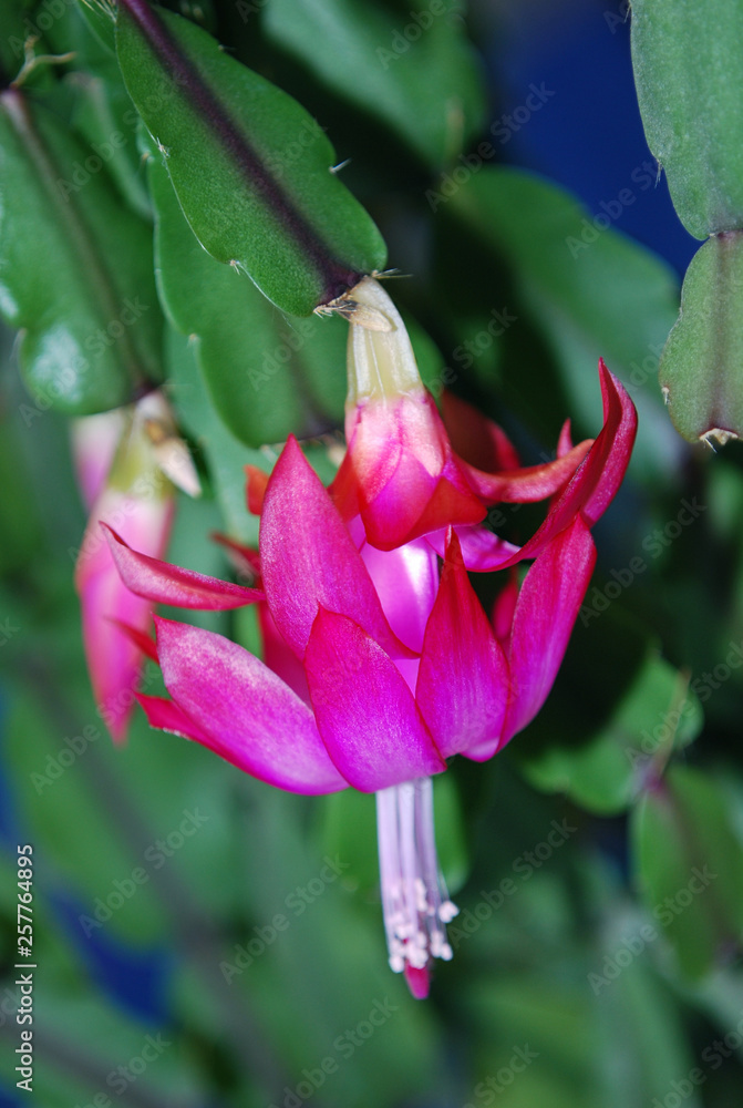 Obraz premium pink flower in garden