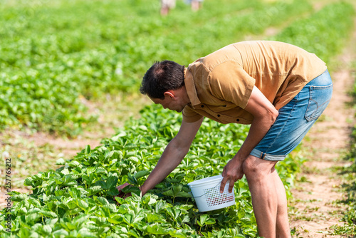 Young man picking strawberries bending over reaching down in green field rows farm carrying basket of red berries fruit in summer