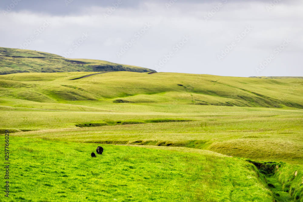 Icelandic blakc sheep grazing on green vibrant meadow pasture field with hill mountain in Iceland summer and ridge canal