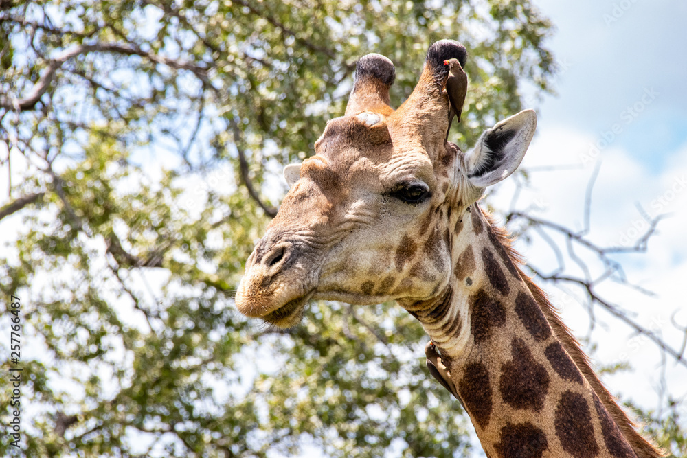 Naklejka premium giraffe in National park Africa
