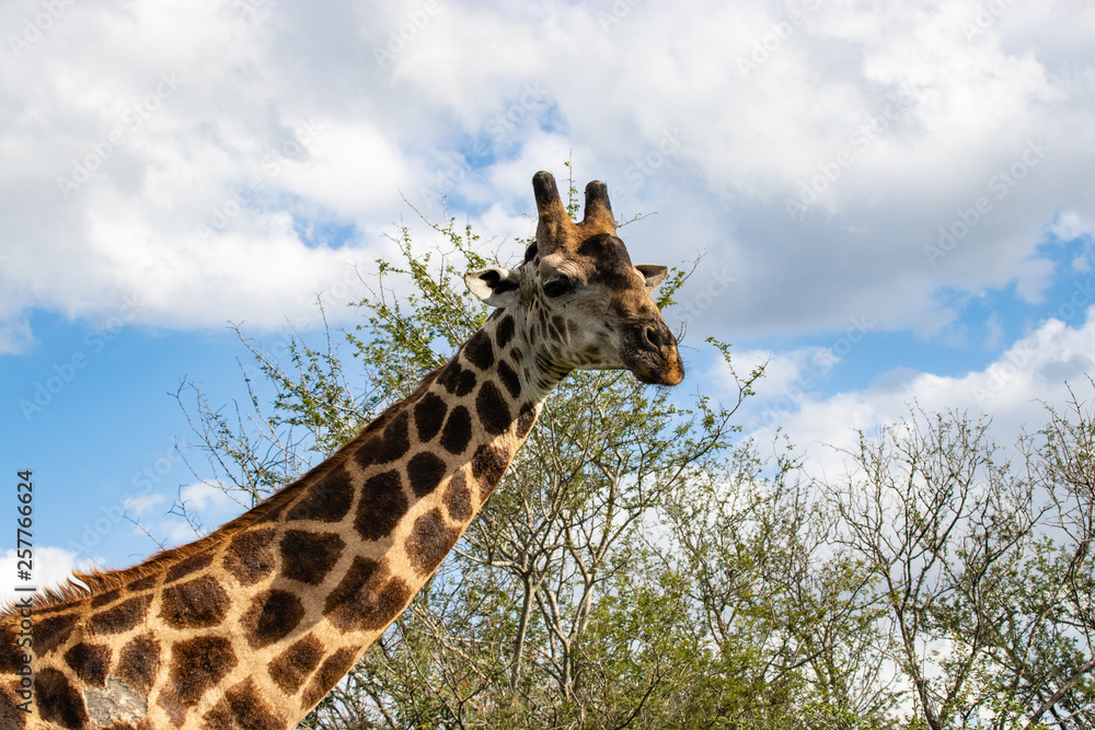 Fototapeta premium giraffe in National park Africa