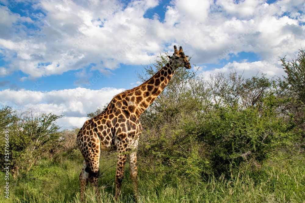 Fototapeta premium giraffe in National park Africa