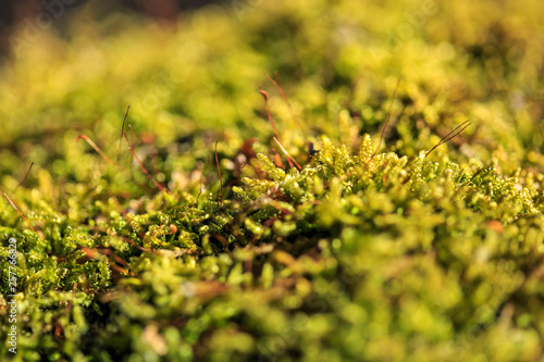 Beautiful green moss in the sunlight, moss closeup, macro. Moss grows on the tree, beautiful background of moss. place for text. Leaf on Moss