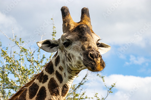 Fototapeta Naklejka Na Ścianę i Meble -  giraffe in National park Africa