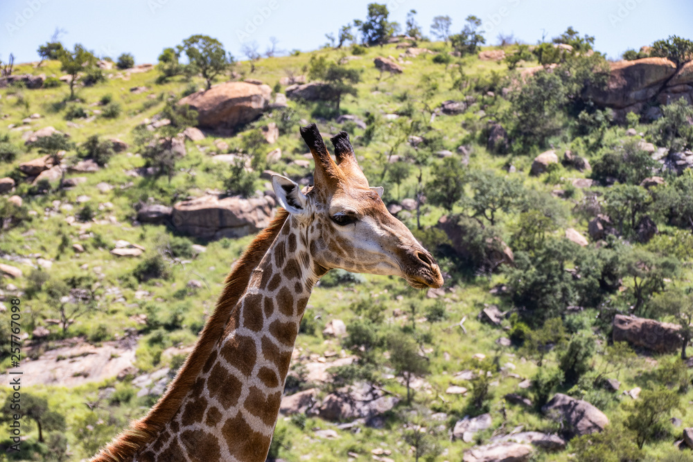Fototapeta premium giraffe in National park Africa