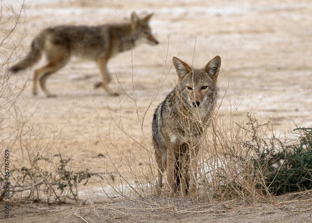Image showing two coyotes in Death Valley National Park. Image showing two coyotes in Death Valley National Park.