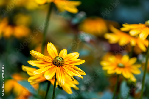 Macro closeup of yellow orange rudbeckia flowers in garden showing detail and texture with bokeh background in summer