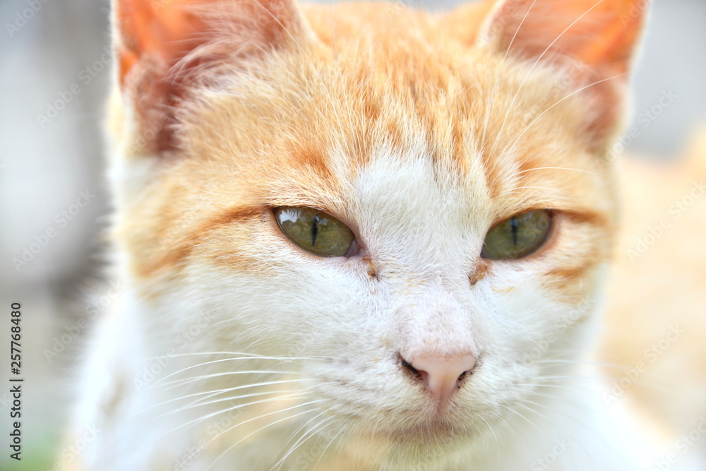猫 猫