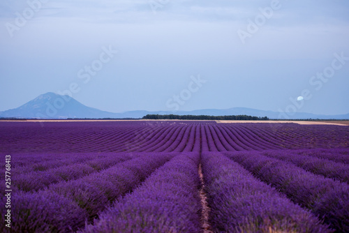 the moon above lavender field france