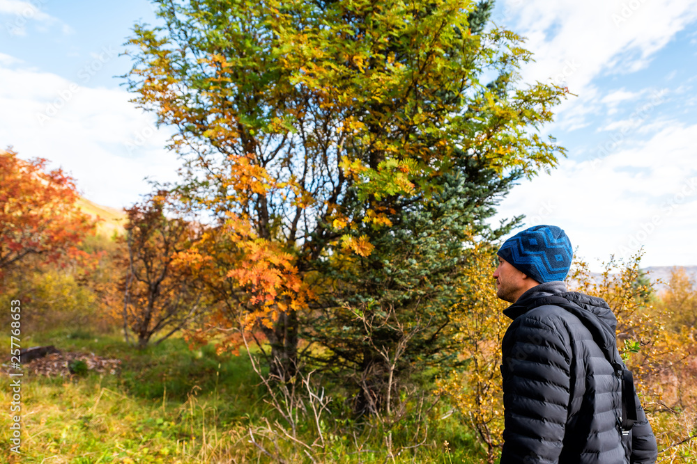 Landscape view of orange foliage autumn fall season and tourist man by pine tree forest trail hiking path in Iceland Golden Circle, Laugarvatn Landscape view of orange foliage autumn fall season and tourist man by pine tree forest trail hiking path in Iceland Golden Circle, Laugarvatn