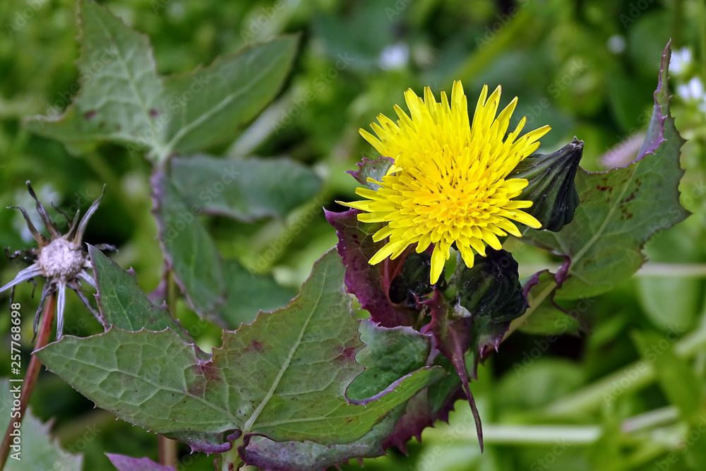 Dandelion flowers in nature in spring Dandelion flowers in nature in spring