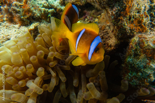 Clownfish in the Red Sea Colorful and beautiful  Eilat Israel