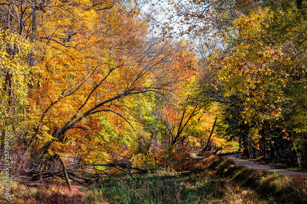 Great Falls yellow orange autumn tree view in dry canal lake river during autumn in Maryland colorful foliage by Billy Goat Trail