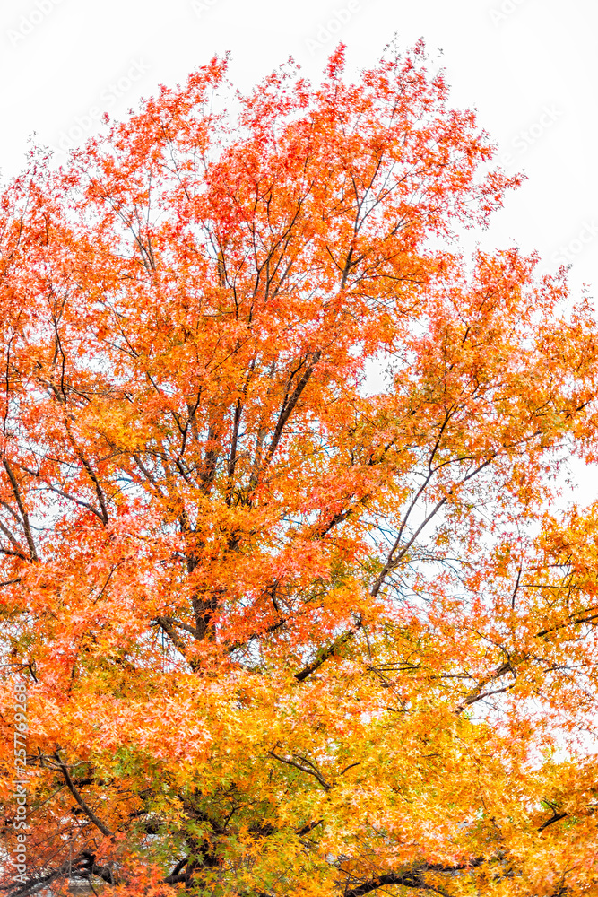 Virginia yellow orange red autumn trees vertical view in Fairfax County colorful foliage in northern VA with tall tree Virginia yellow orange red autumn trees vertical view in Fairfax County colorful foliage in northern VA with tall tree