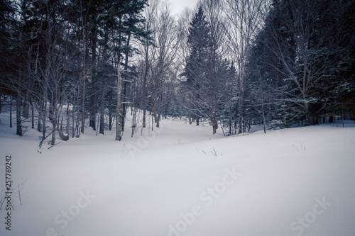 Winter scene in a forest
