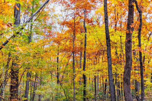 Virginia woods yellow orange red autumn trees view in Fairfax County colorful foliage in northern VA © Kristina Blokhin
