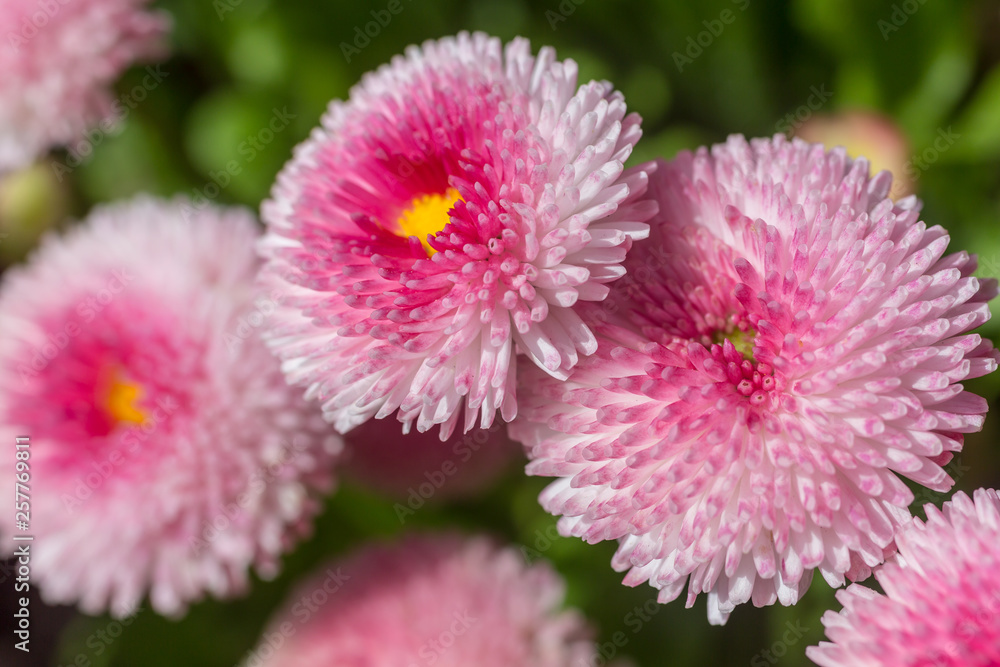 Pretty pink Bellis flowers, with a shallow depth of field Pretty pink Bellis flowers, with a shallow depth of field