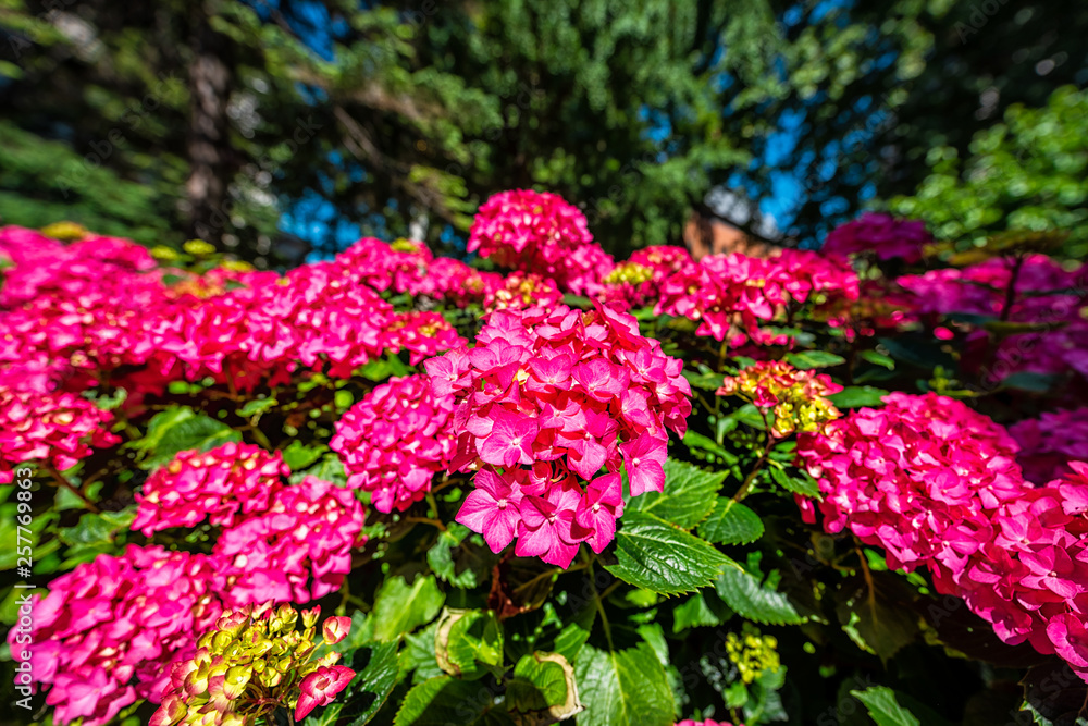 Obraz premium St Paul's Cathedral garden in London, UK during summer with closeup of vibrant vivid pink hydrangea flowers in green garden wide angle