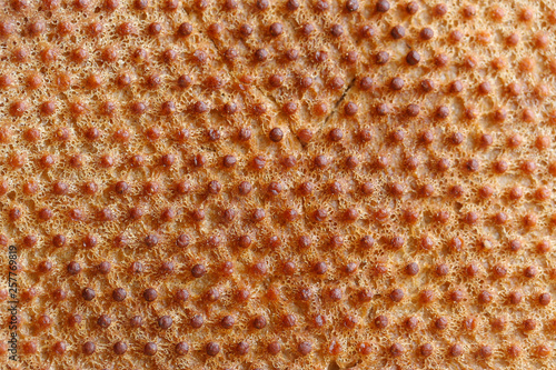 Bread texture with a lot of dots  after cooking on the baking tray . Perfect for background and design.