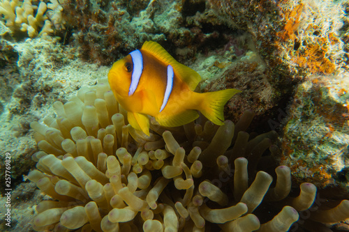 Clownfish in the Red Sea Colorful and beautiful, Eilat Israel