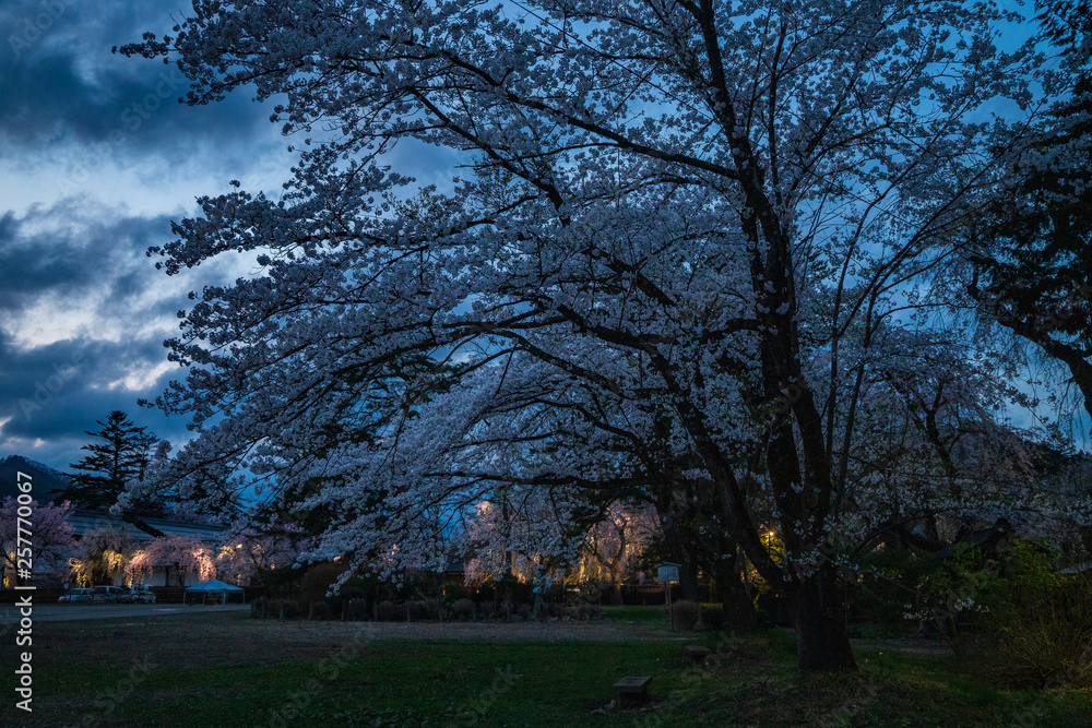 Akita Prefecture Kakunodate of going to see cherry blossoms at night Akita Prefecture Kakunodate of going to see cherry blossoms at night