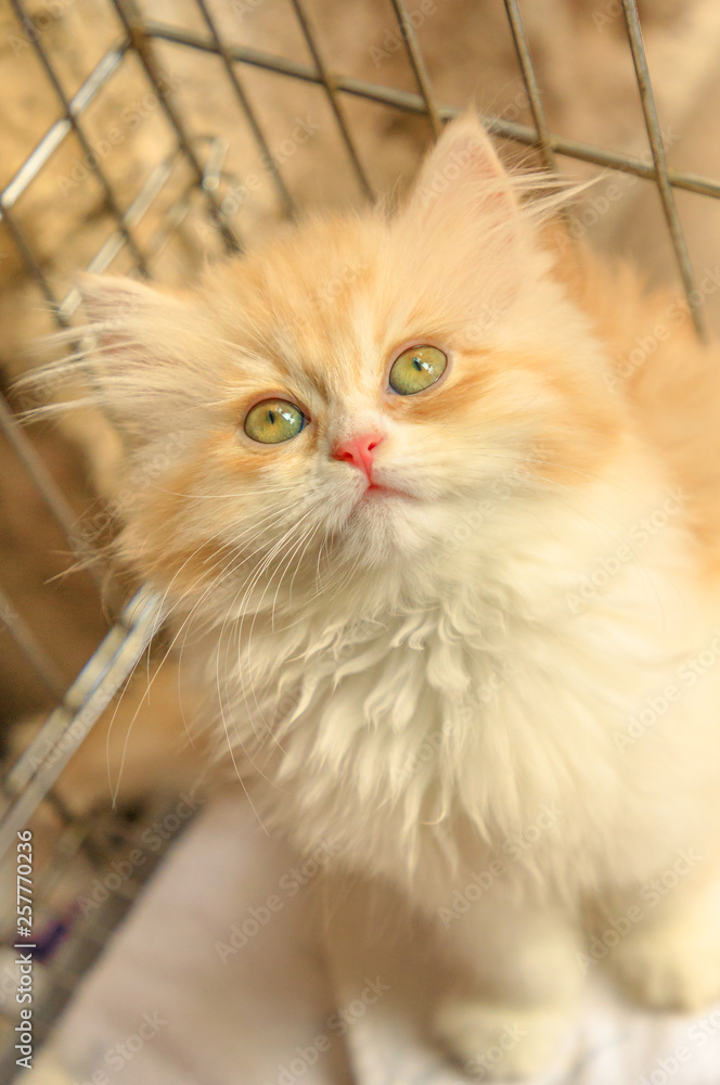 Red sales angora cat
