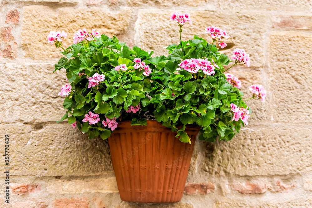 Monticchiello, Italy town or village city in Tuscany closeup of pink geranium flower pots decorations on summer day with nobody stone wall architecture