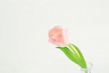 pink tulips on a light background