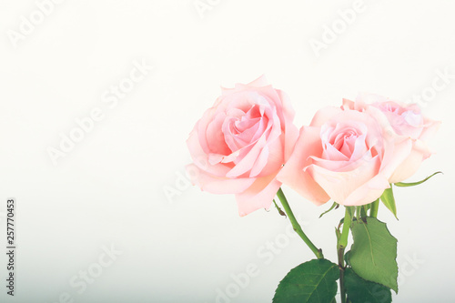 pink roses on a light background © Sergey
