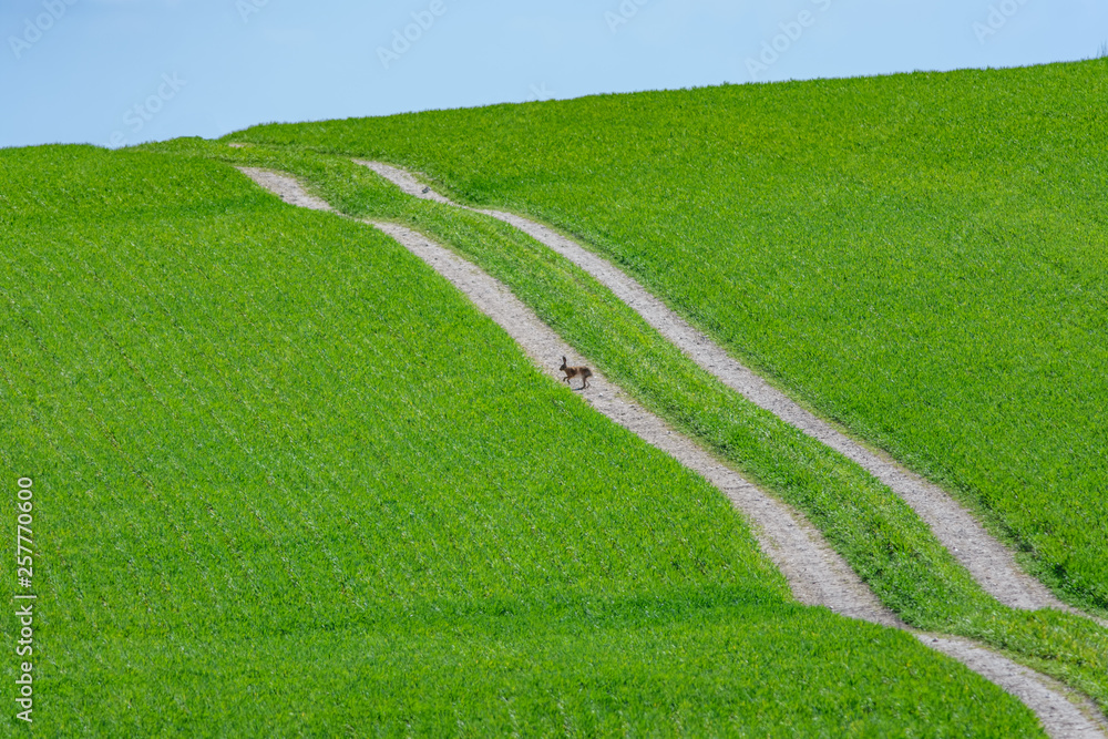 A green field on a hill, with two parallel tracks running through it. A hare is standing on one of the tracks. Taken on the Ridgeway, Oxfordshire, United Kingdom.
