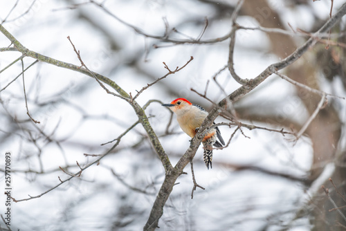 Virginia winter season and closeup of red-bellied woodpecker perched on oak branch with background of bare tree