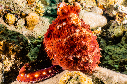 Octopus king of camouflage in the Red Sea, eilat israel  photo