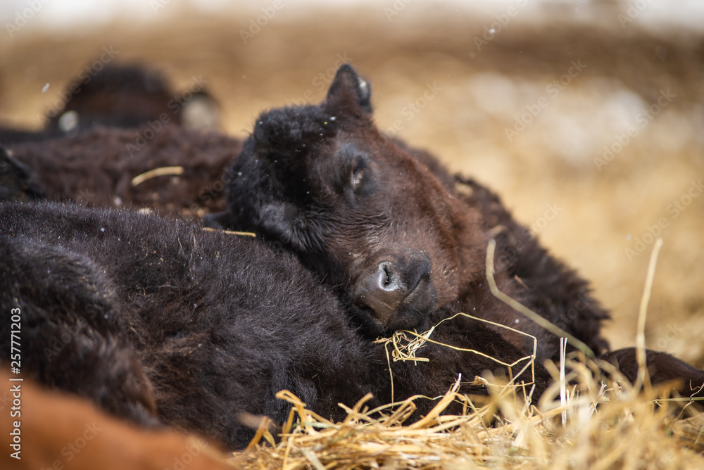 Black Angus Calf sleeping outside in Straw Black Angus Calf sleeping outside in Straw