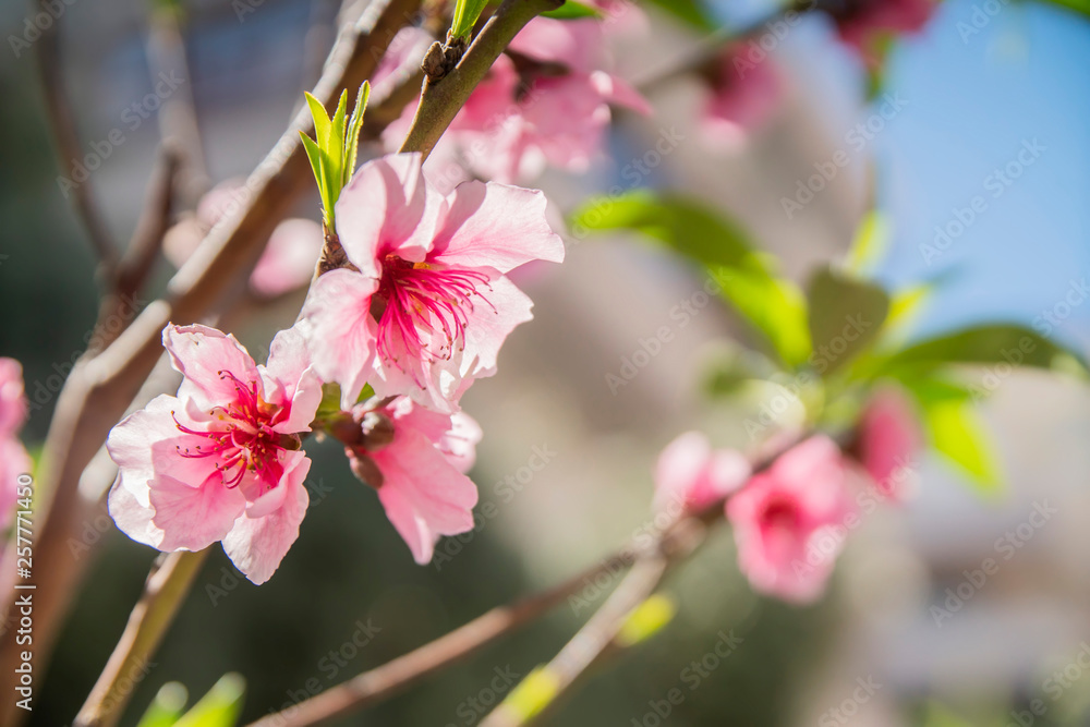 branch of red flowers blossom background branch of red flowers blossom background