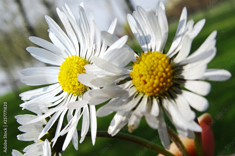 Daisies in the spring in green fields