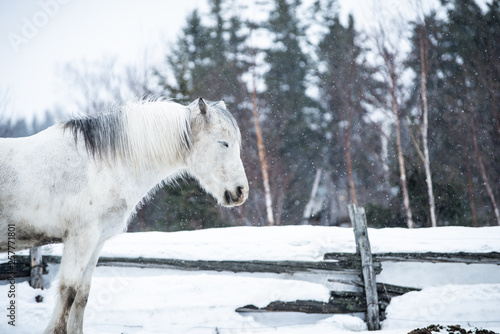 Grey Horse in Winter Background