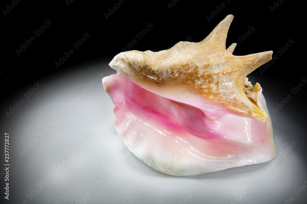 big conch shell big conch shell