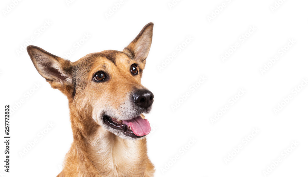 Red hair dog sitting, looking at the camera, isolated on white