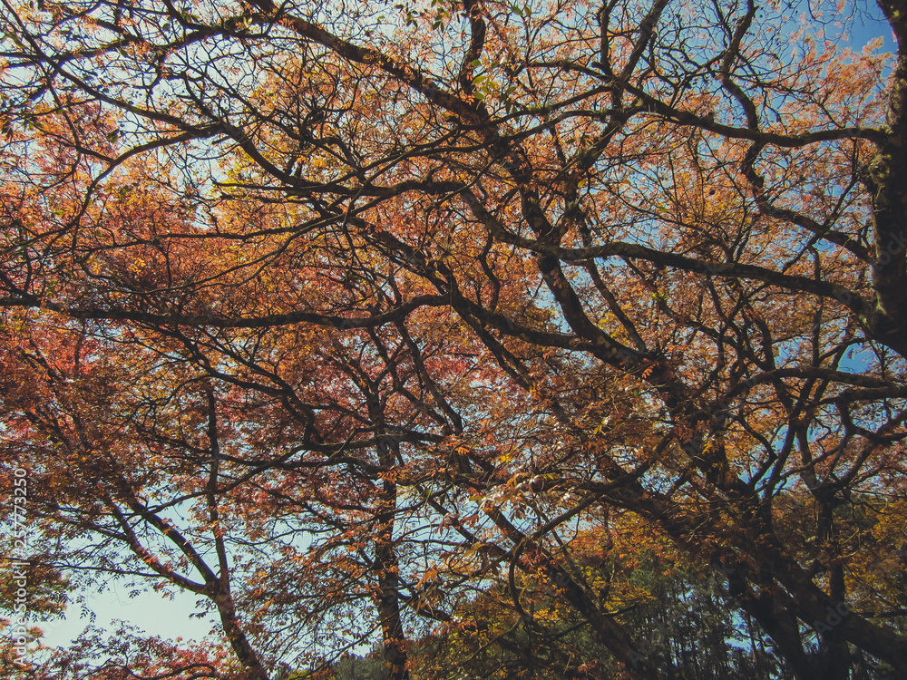 Árvore outono 2