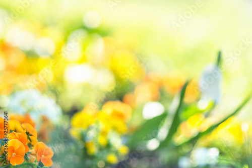 Blurred spring flowers background.