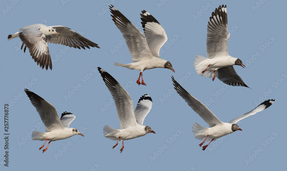 Brown-headed Gull in Non-breeding plumage and Moulting into breeding plumage and Breeding plumage on the sky At Bang Pu, Samut Prakan, Thailand Brown-headed Gull in Non-breeding plumage and Moulting into breeding plumage and Breeding plumage on the sky At Bang Pu, Samut Prakan, Thailand